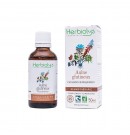 Gemmothérapie Aulne glutineux 50ml Herbiolys | Aroma Beauté Lyon 4